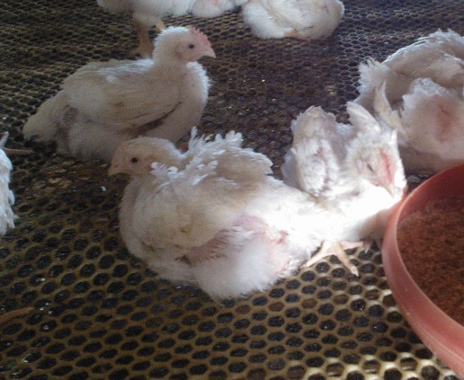 �A(y��)���ί��ټ�θ�׵���Чˎ---�����c��